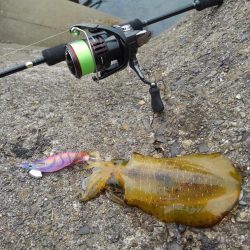 エギング秋シーズン開幕！